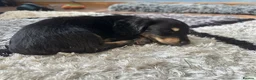 Miniature Dachshund dogs for sale: Miniature Dachsund puppies - Advert 7