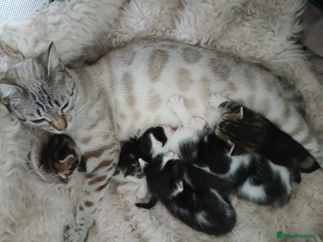 Bengal cats for sale: 8 1/2 week old Snow Lynx Bengal cross kittens - Advert 1