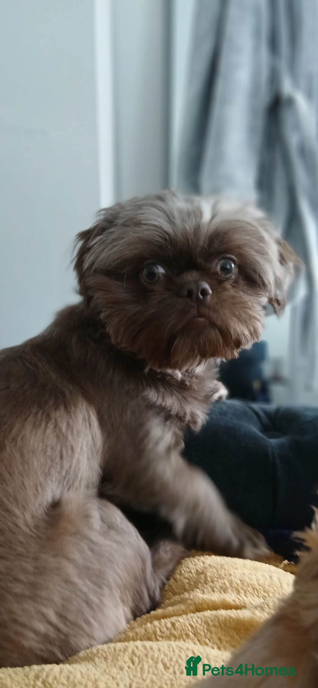 Shih Tzu dogs for stud: KC REG LILAC imperial stud. FREE ATM TO PROVE STUD - Advert 2