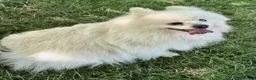 Pomeranian dogs for adoption: 🐾 PEARL – Female Pomeranian 🐾 - Advert 8