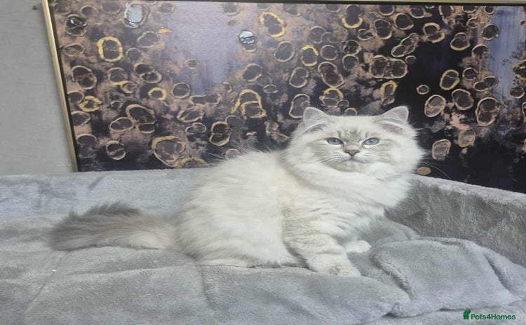 Siberian cats - Advert 1