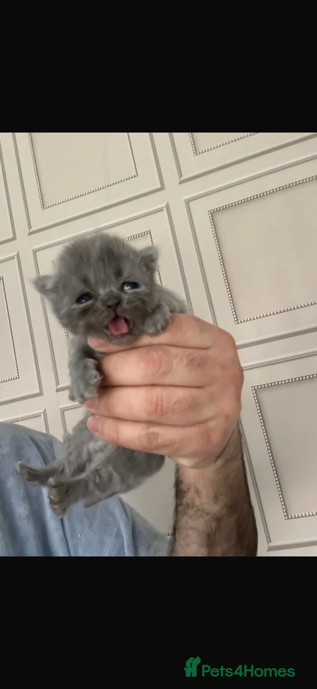 British Shorthair cats for sale: Top Quality British Shorthair kittens - Advert 2