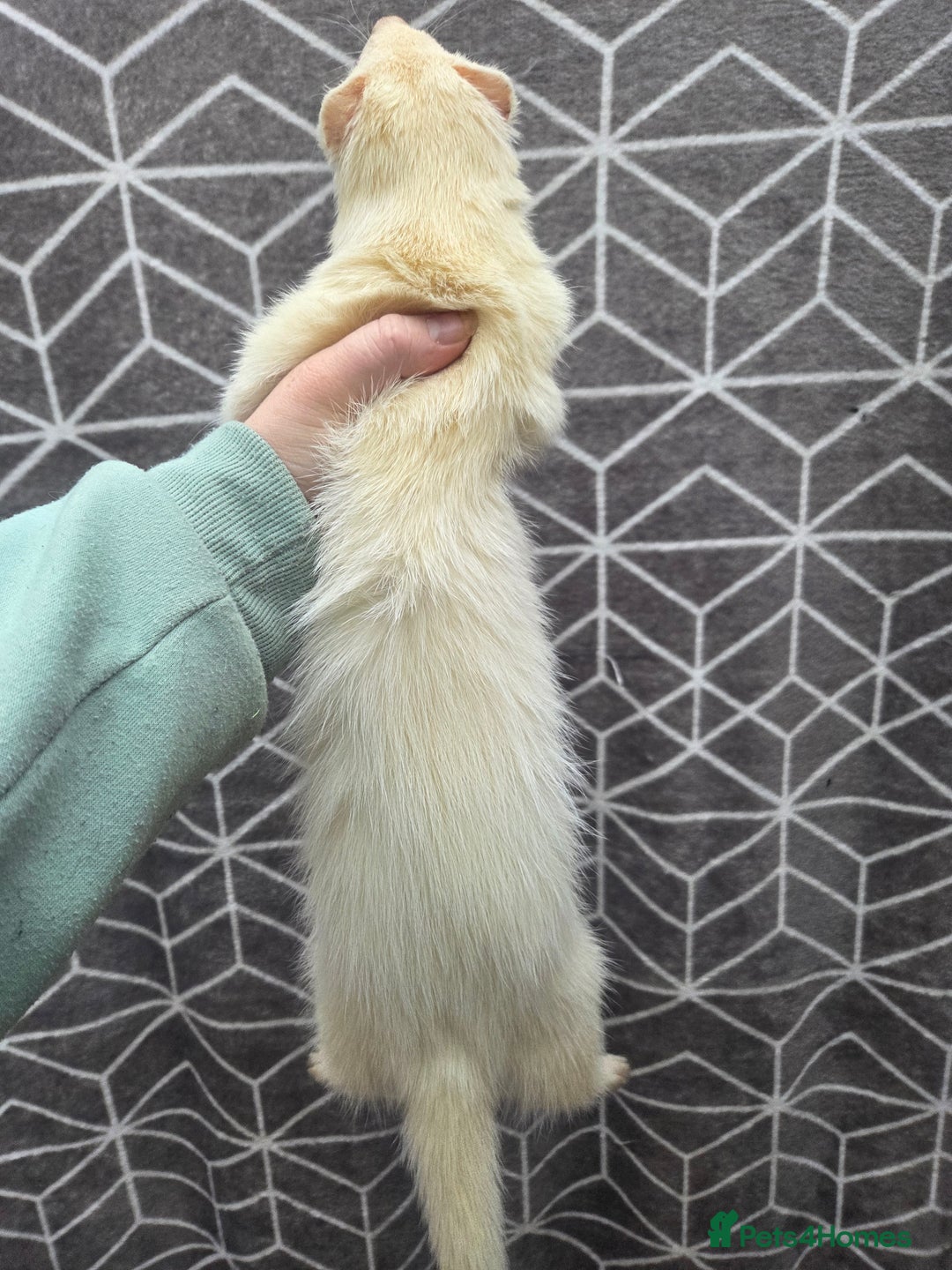 Ferret rodents for sale: 4 stunning ferrets looking for new homes - Advert 9