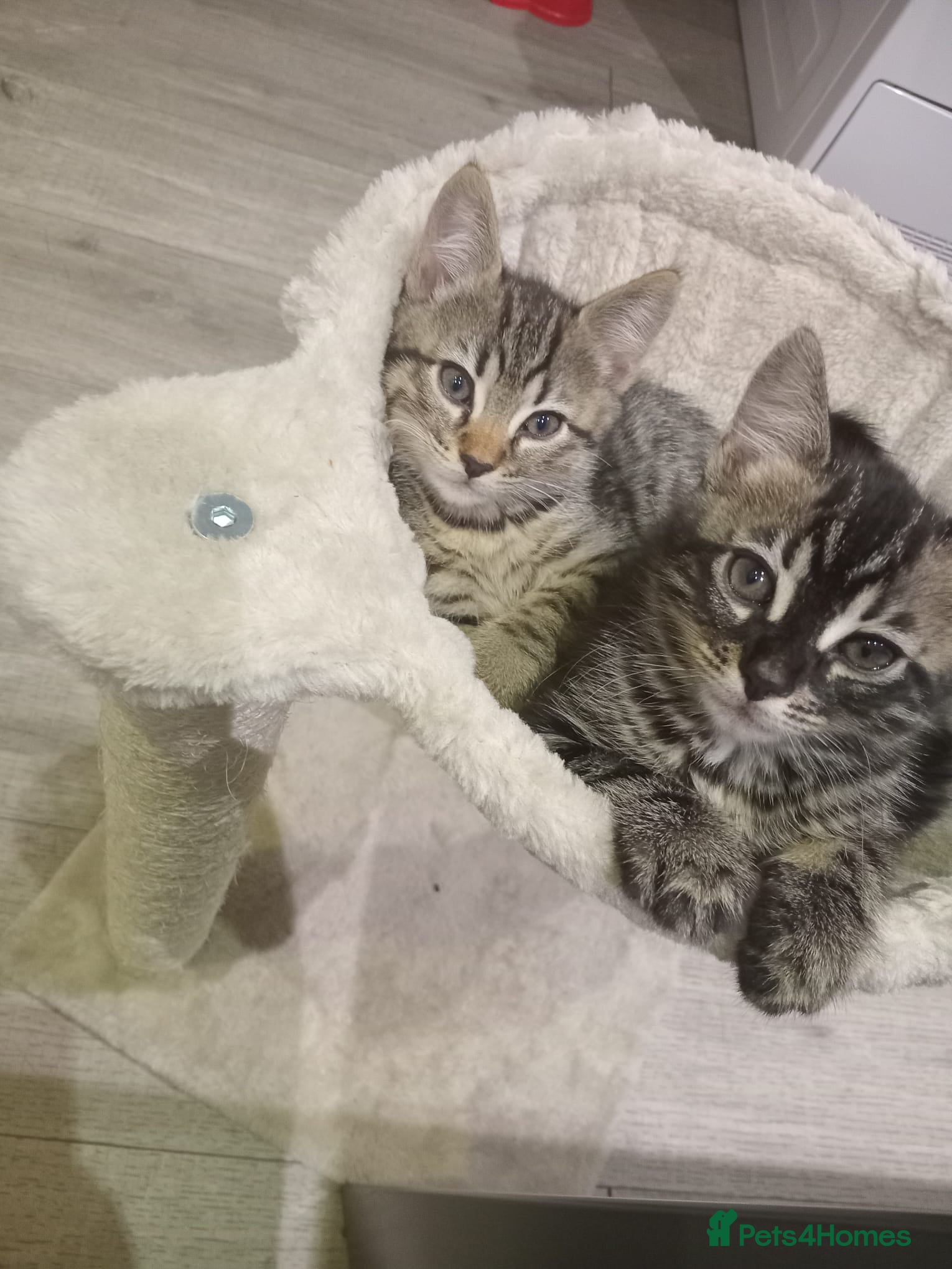 Bengal cats TWO STUNNING GIRLS MIX BENGAL KITTENS LEFT  - Advert 4