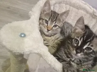 Bengal cats TWO STUNNING GIRLS MIX BENGAL KITTENS LEFT - Advert 4