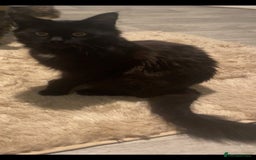 Maine Coon cats for sale: Maine coon x - Image 5