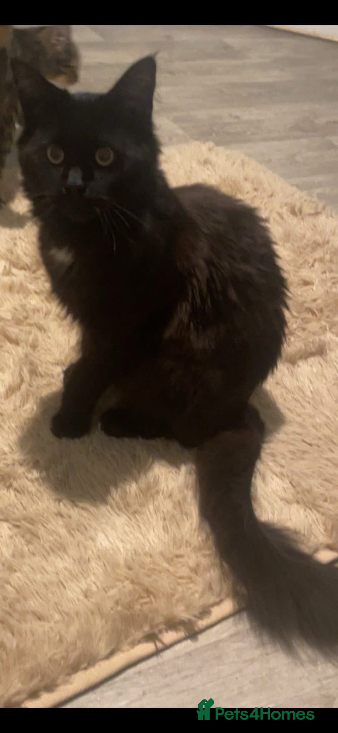 Maine Coon cats for sale: Maine coon x - Image 5