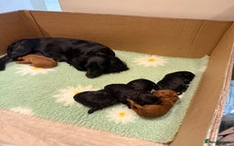 Cockapoo dogs for sale: Stunning F1 Cockpoo puppies - Image 9