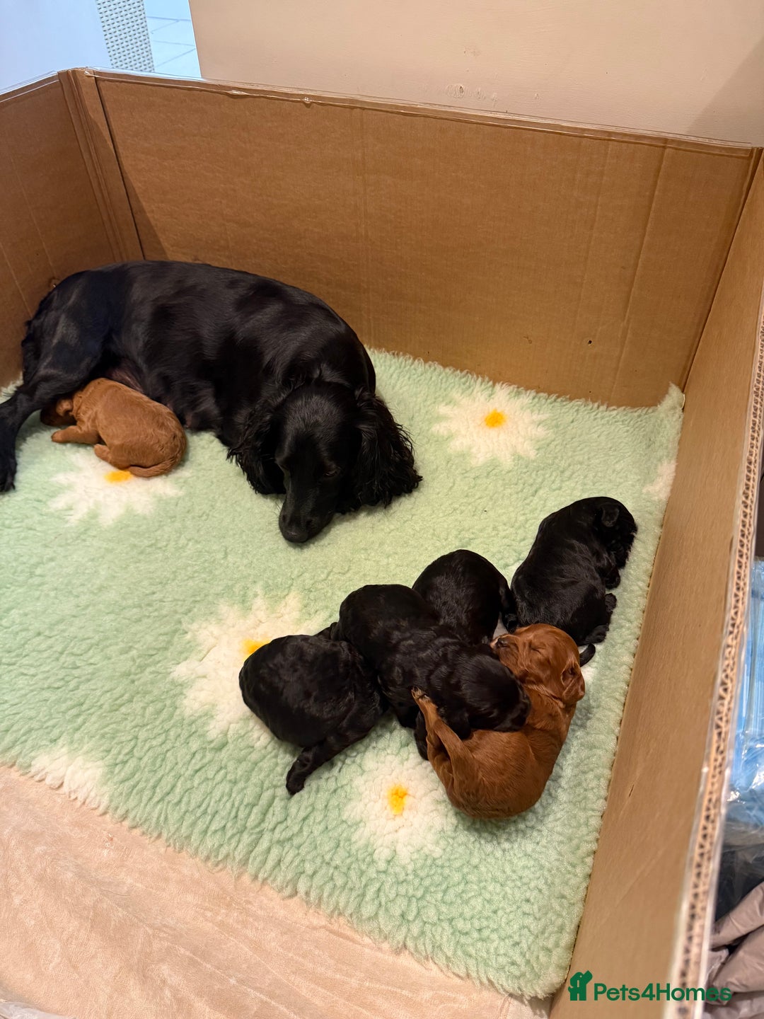Cockapoo dogs for sale: Stunning F1 Cockpoo puppies - Image 9