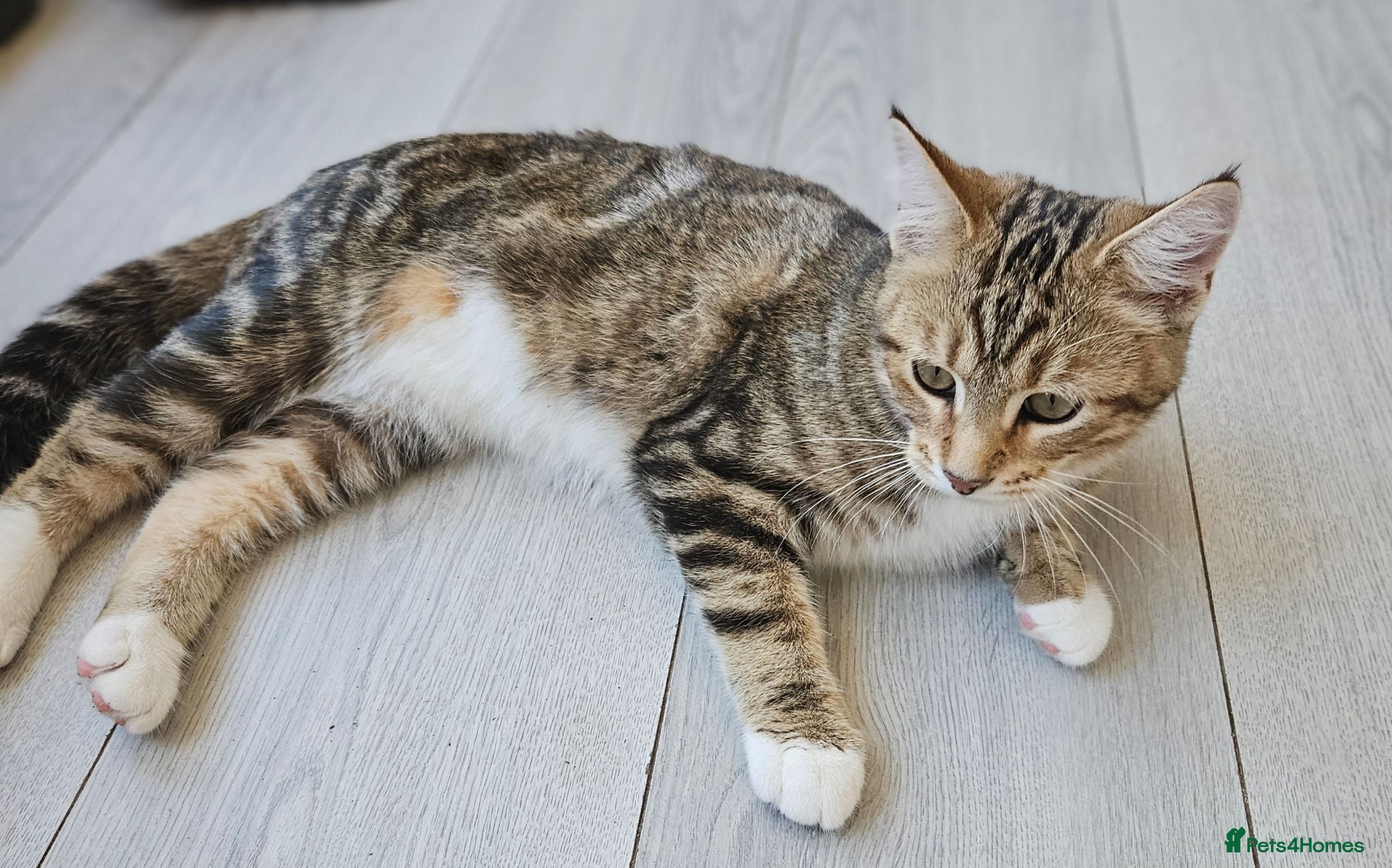 British Shorthair cats Stunning half Main Coon kitten for lower price  - Advert 14