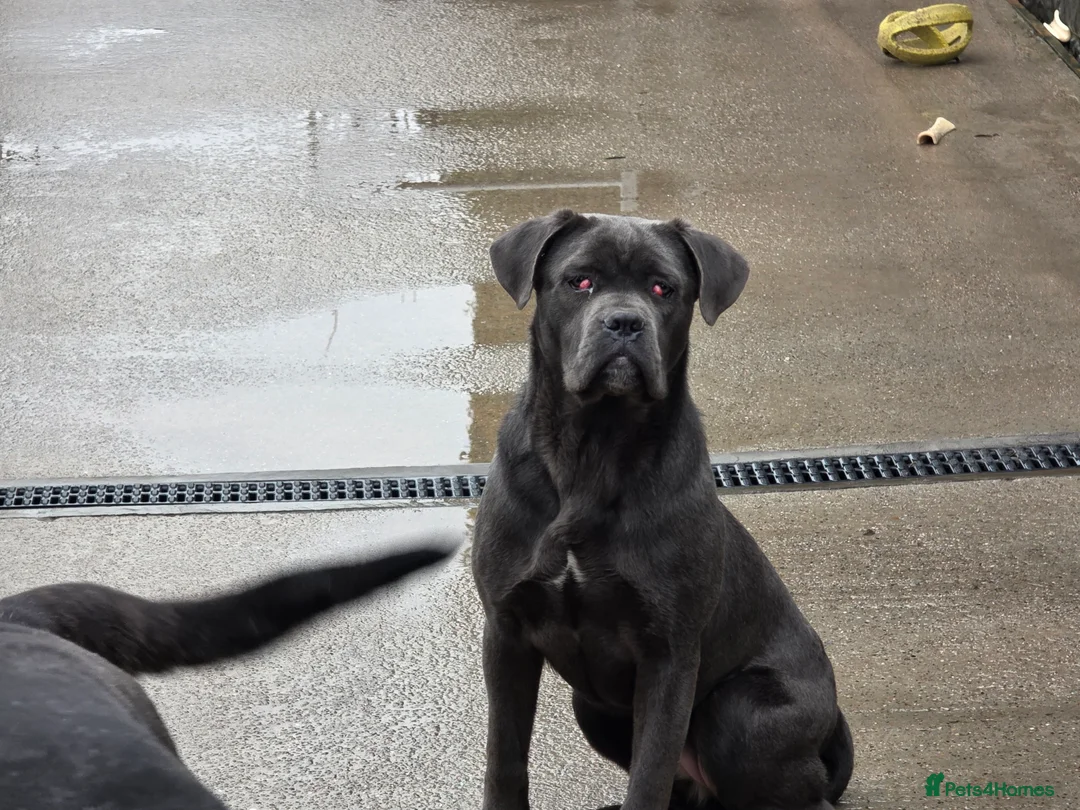 Cane Corso dogs for sale: BEAUTIFUL 7 MONTH OLD GREY FEMALE CANE CORSO - Advert 3
