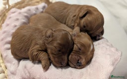 Cavapoo dogs for sale: Rare extensively health tested F1 cavapoos  - Image 30