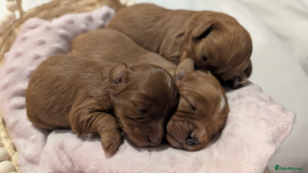 Cavapoo dogs for sale: Rare extensively health tested F1 cavapoos  - Image 30