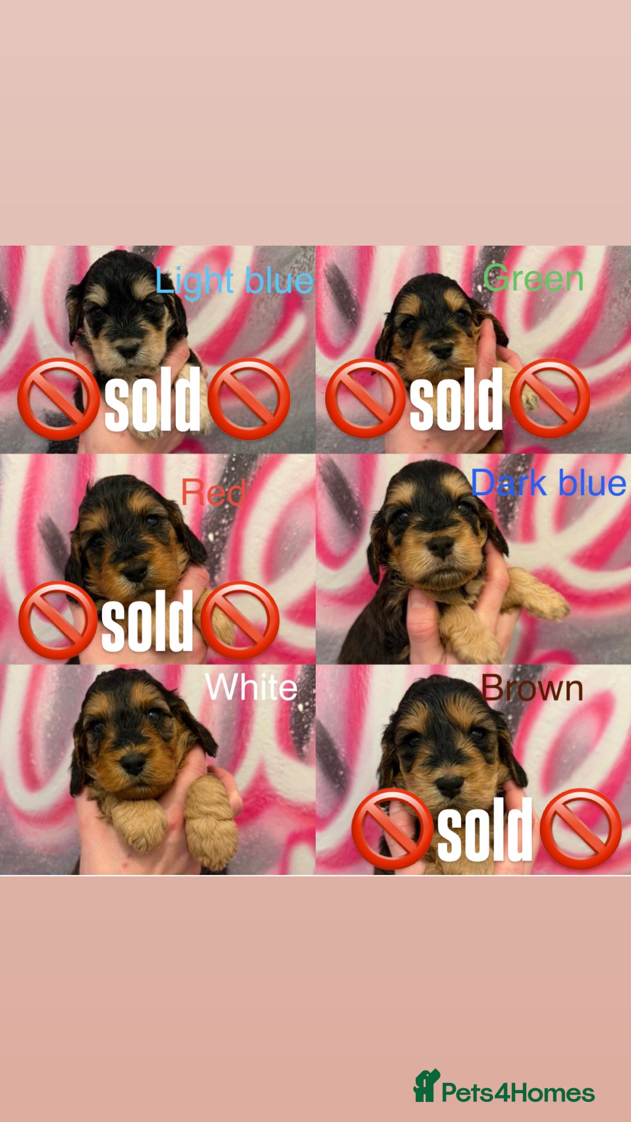 Cockapoo dogs * 2 PHANTOM F1 COCKAPOO BOYS * - Advert 1