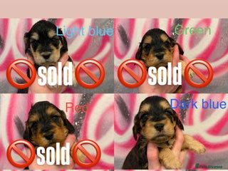 Cockapoo dogs * 2 PHANTOM F1 COCKAPOO BOYS * - Advert 2