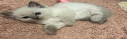 Siamese cats for sale: The Crown Jewels of Companionship-Siamese Kittens in Norwich - Advert 4