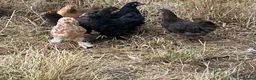 Chickens poultry for sale: Pekin hens / silky chick - Advert 9