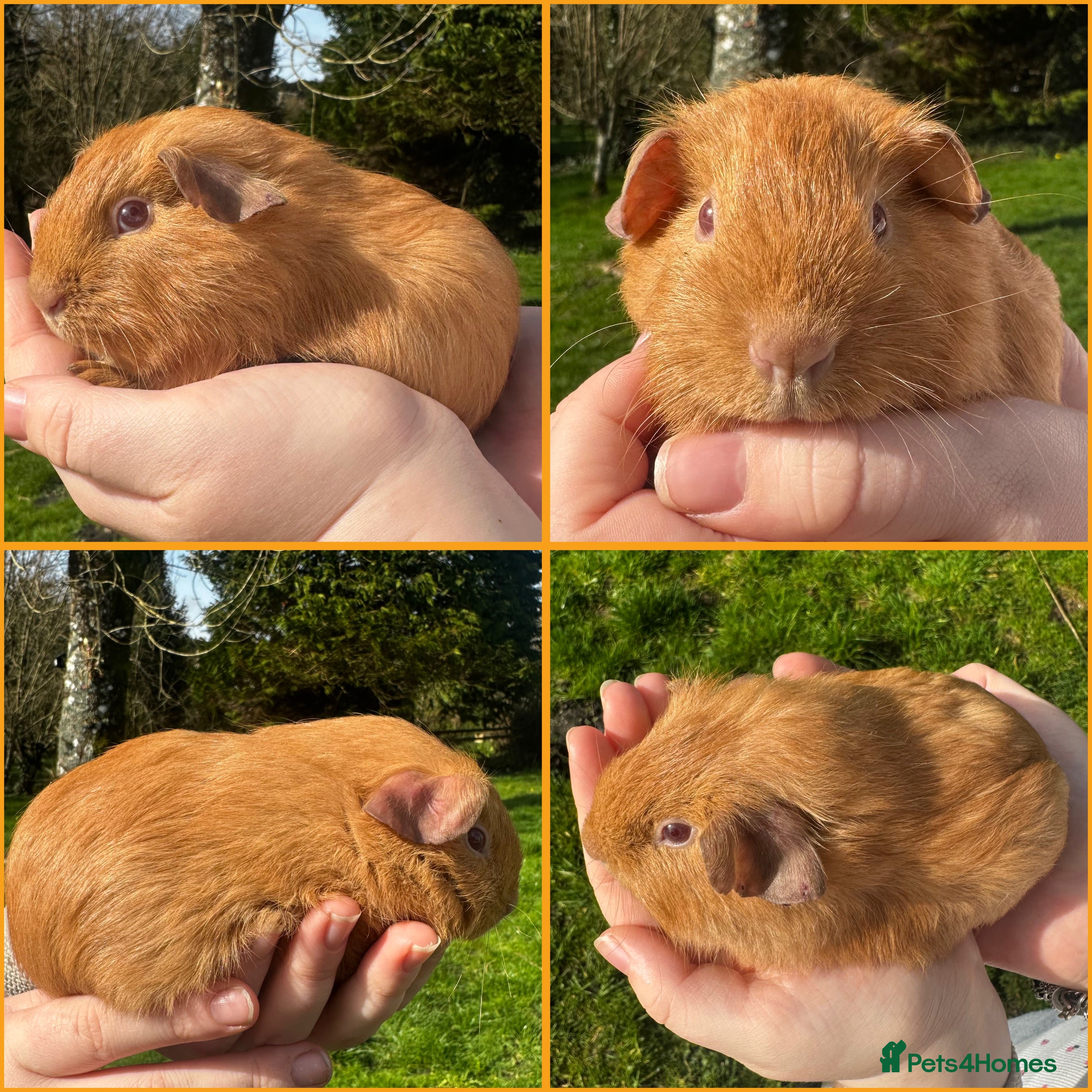 Guinea Pig rodents Saffron Boar - Advert 1