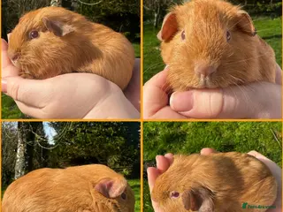 Guinea Pig rodents Saffron Boar - Advert 1