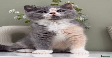 British Shorthair cats Gorgeous Quality British Kittens - Advert 2