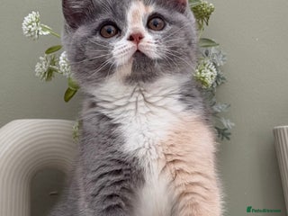 British Shorthair cats Gorgeous Quality British Kittens - Advert 8