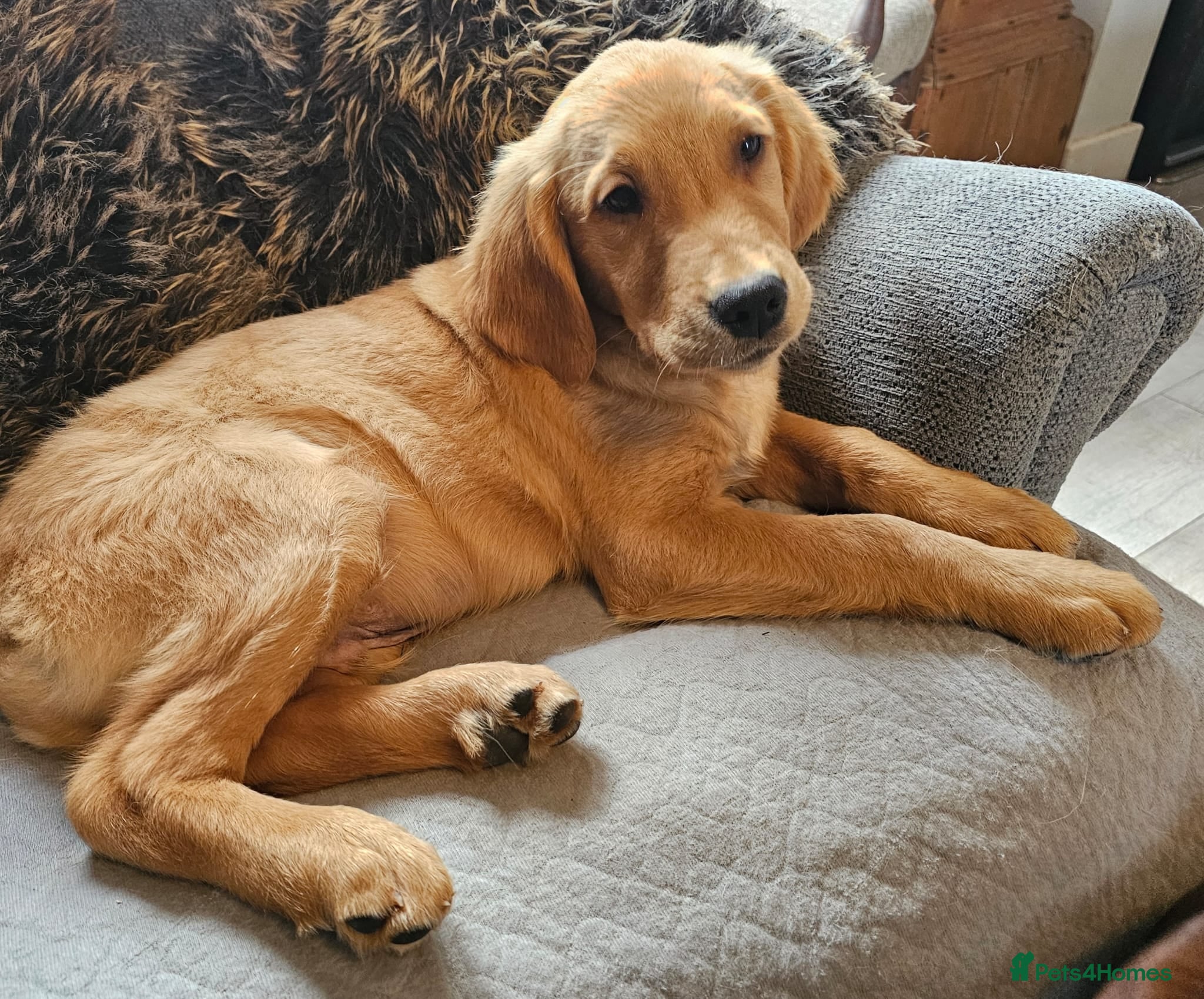 Golden Retriever dogs Looking for Someone to Love Me - Advert 1