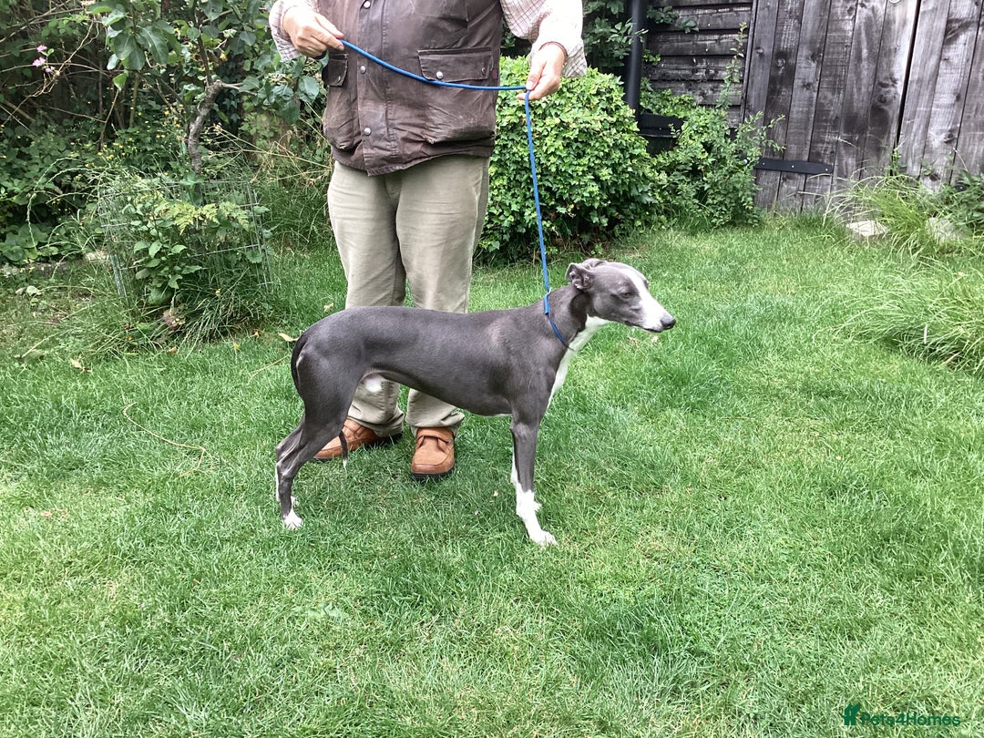 Whippet dogs for stud: KC Whippet at Stud Heart and Eye tested Clear. in Buckingham - Image 1