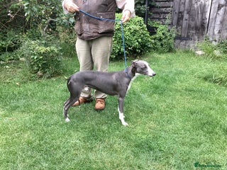 Whippet dogs in Buckingham - Advert 16