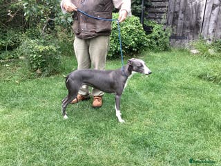 Whippet dogs KC Whippet at Stud Heart and Eye tested Clear. in Buckingham - Advert 3