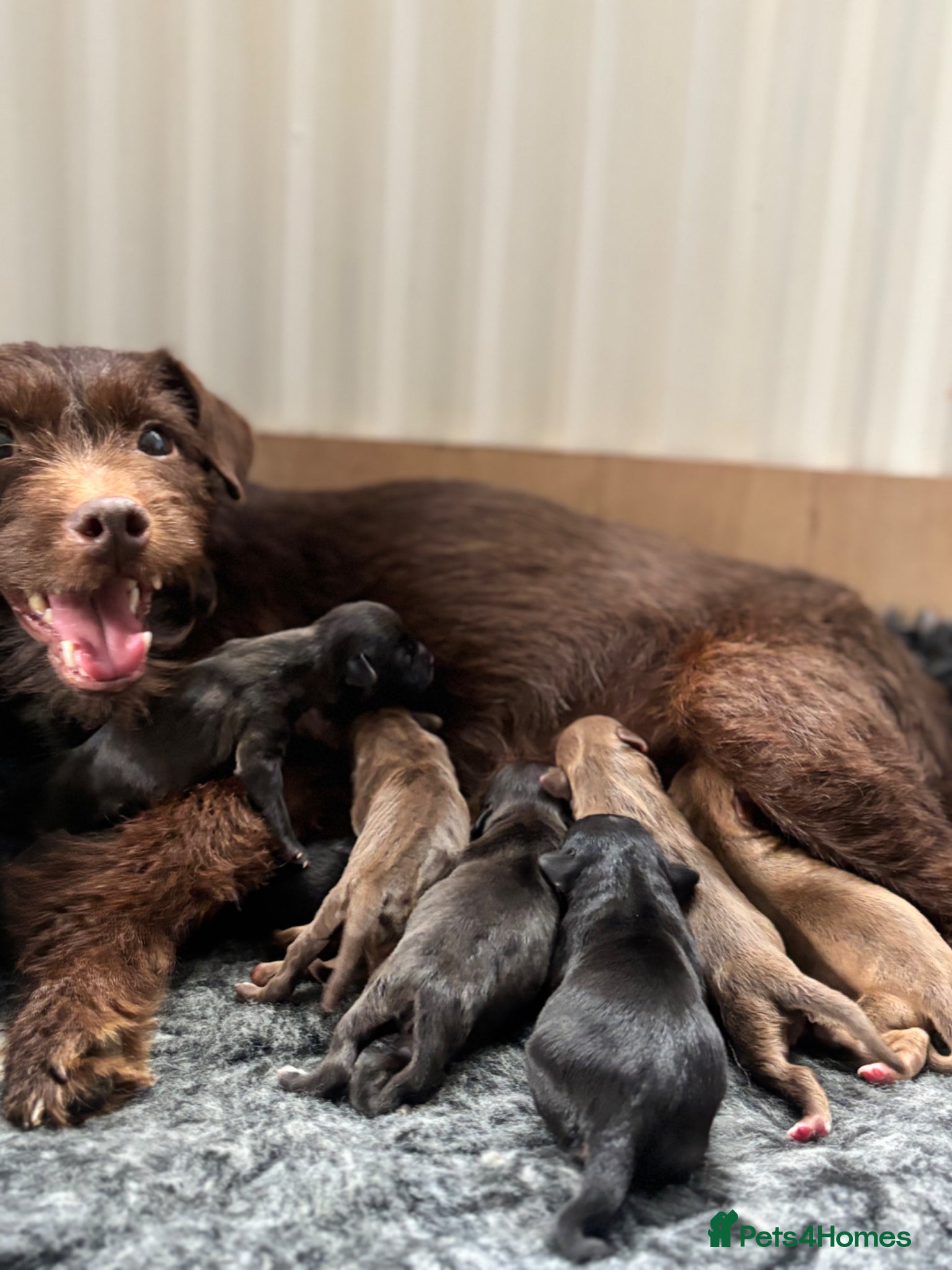 Mixed Breed dogs Adorable Patterdale X Terrier Puppies - Advert 1