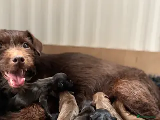 Mixed Breed dogs Adorable Patterdale X Terrier Puppies - Advert 4