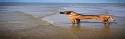 Boerboel dogs for sale: Boerboel puppies  in Southport - Advert 5