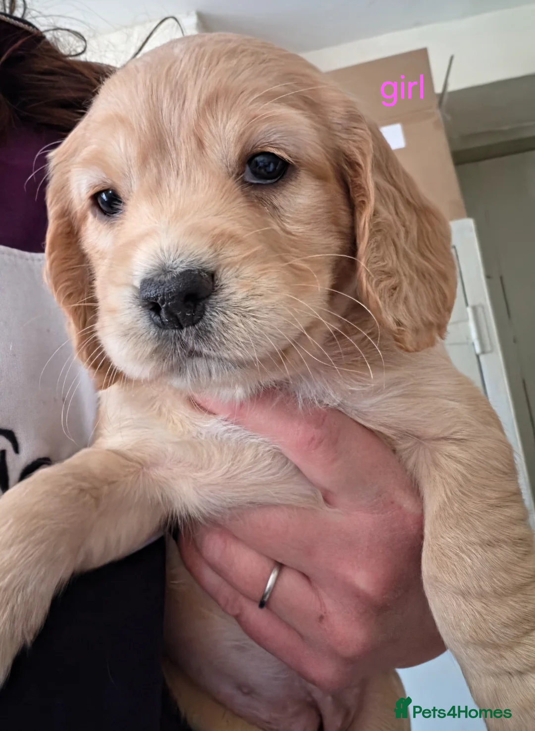 Cocker Spaniel dogs for sale: Beautiful working cocker spaniels - Advert 2