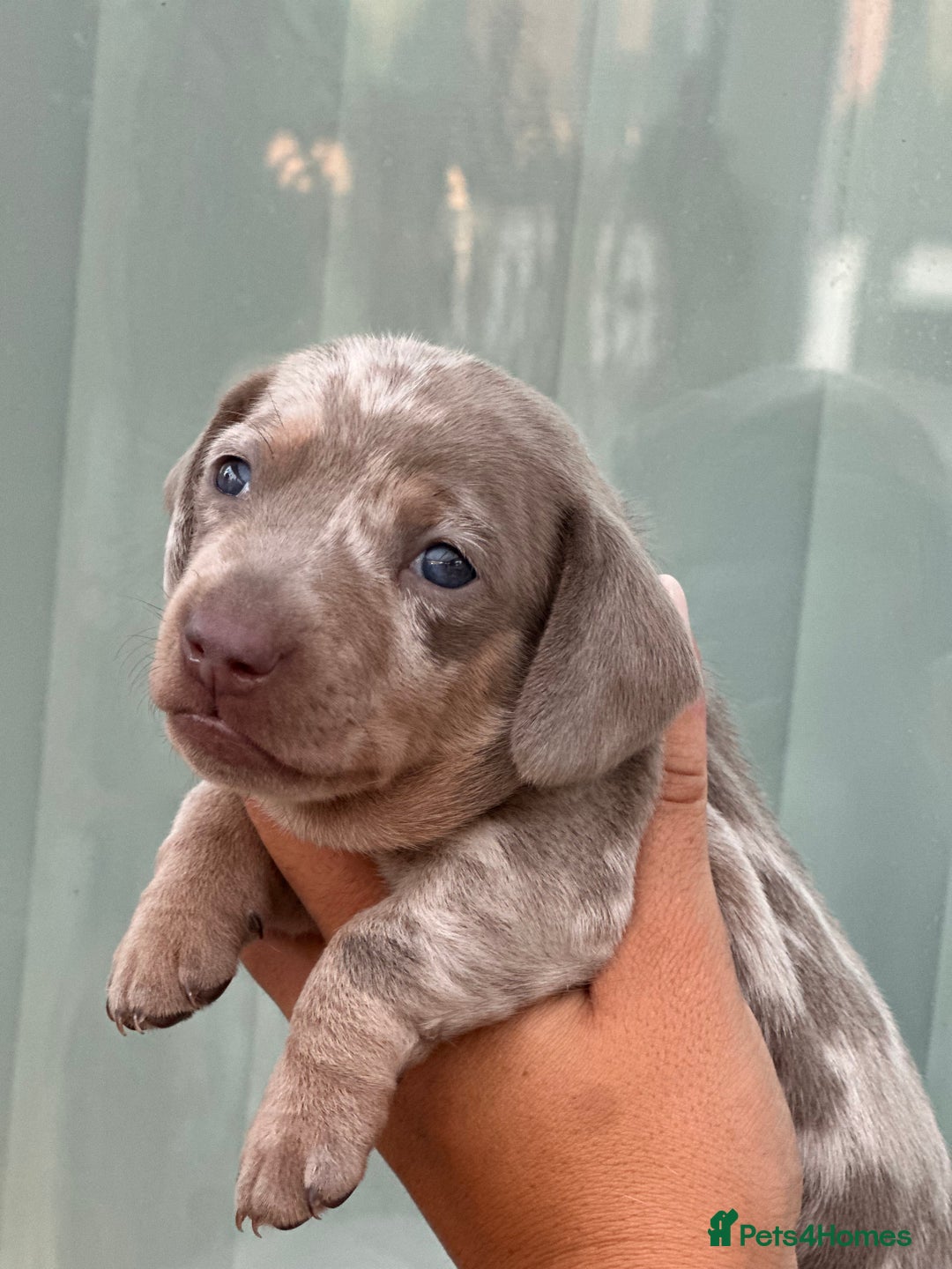 Miniature Dachshund dogs for sale: Isabella and tan dapple miniature dachshunds - Image 16