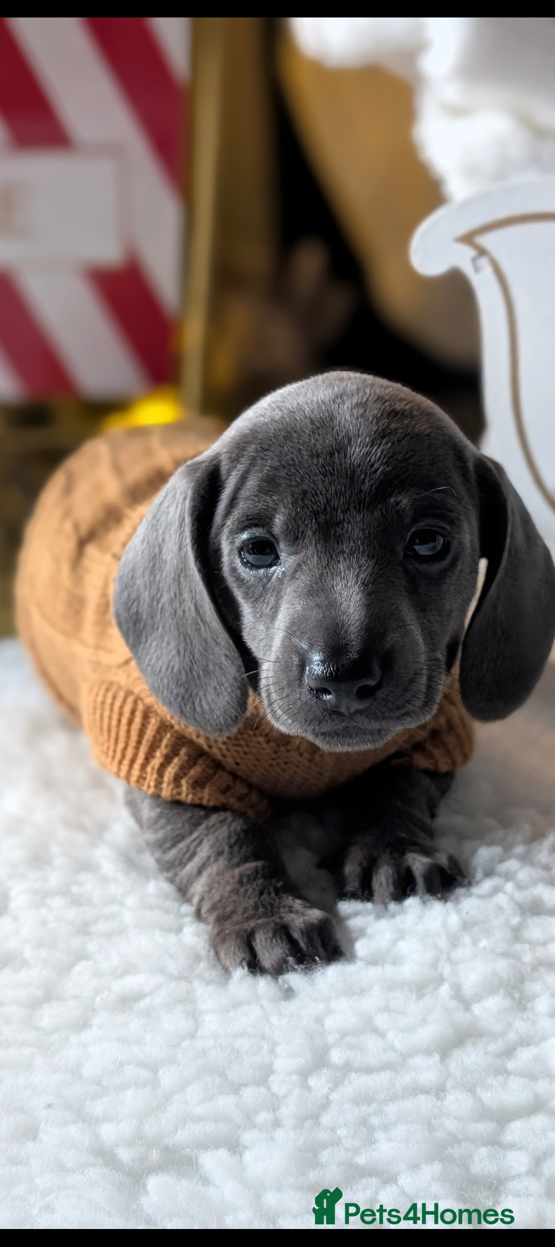 Miniature Dachshund dogs Beautiful mini dachshunds  - Advert 5