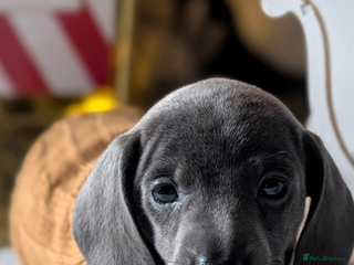 Miniature Dachshund dogs Beautiful mini dachshunds - Advert 5