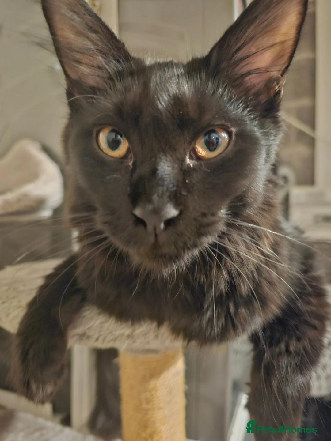 Maine Coon cats for sale: 8 months old active TICA registered female  - Advert 2
