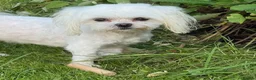 Maltese dogs for sale: 2 GORGEOUS MALTESE GIRLS - Advert 3