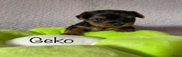 Yorkshire Terrier dogs for sale: Beautiful small Yorkshire Terrier Pedigree  in Peterborough - Advert 9