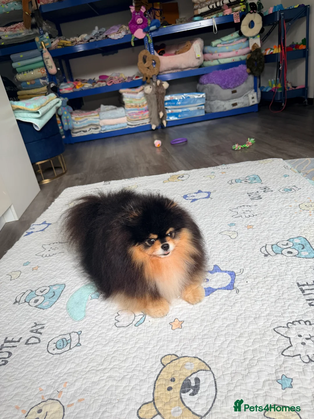 Pomeranian dogs for stud: BLACK & TAN STUD - Advert 2