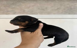 Rottweiler dogs for sale: Rottweiler Puppies - Image 14
