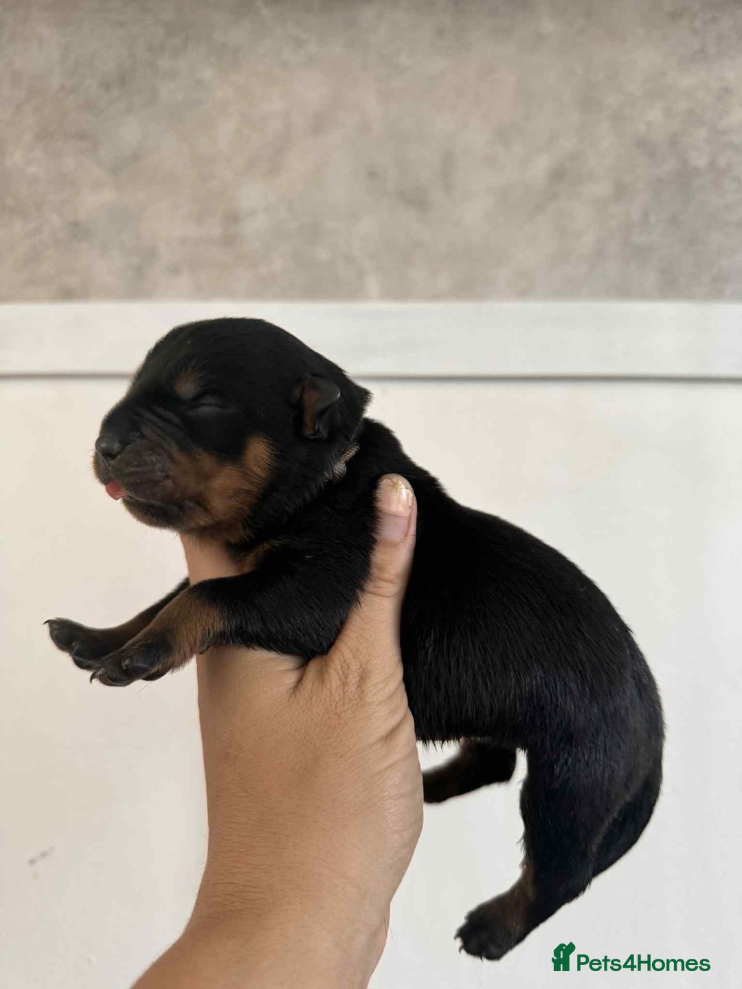 Rottweiler dogs for sale: Rottweiler Puppies - Image 14