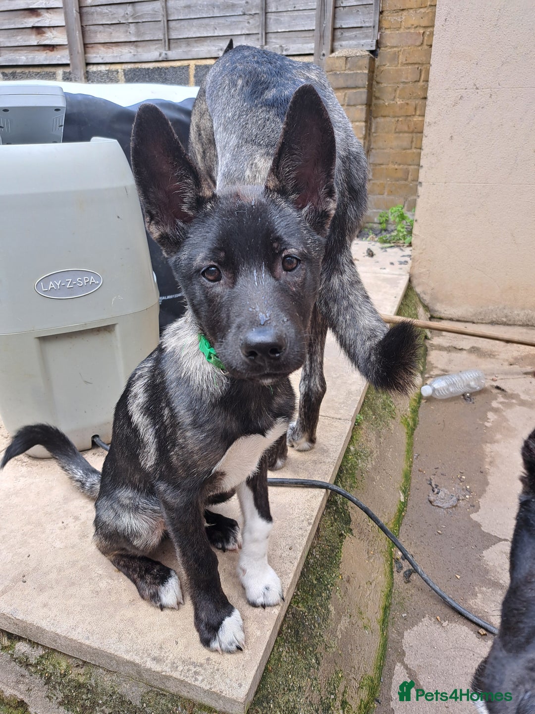 Huskita dogs for sale: Adorable akita x husky puppies for sale in Chatham - Image 2