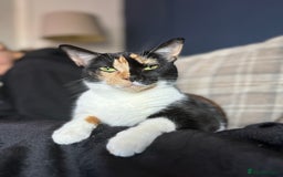 Domestic Shorthair cats for sale: Kittens - Image 7