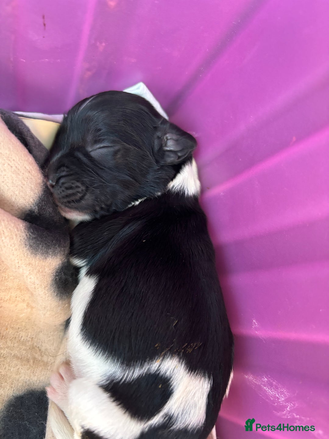 English Springer Spaniel dogs for sale: Gorgeous marked English Springer Spaniel pups  - Image 2
