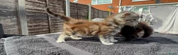 Maine Coon cats for sale: Pure Maine coon babies - Advert 11