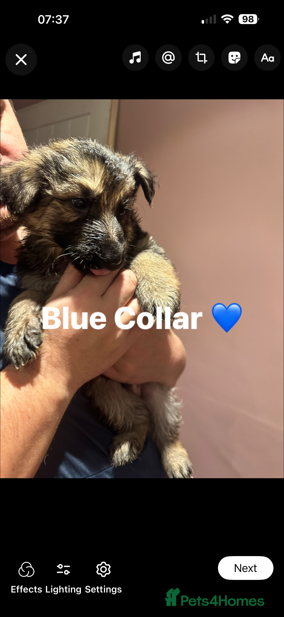 German Shepherd dogs for sale: German Shepherd puppies *Open to sensible offers* - Advert 26