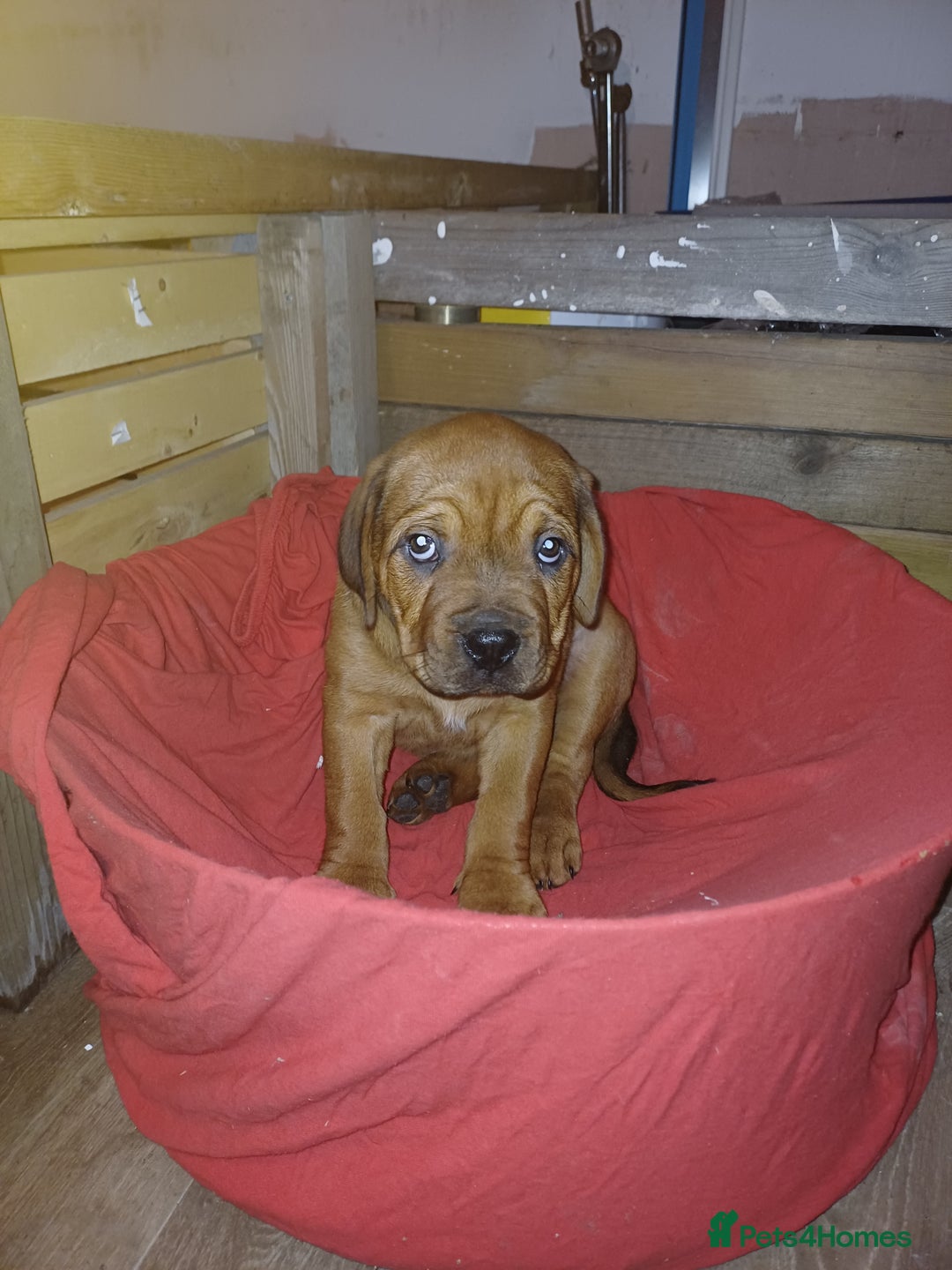 Dogue De Bordeaux dogs for sale: Beautiful female dogua puppy  - Advert 7