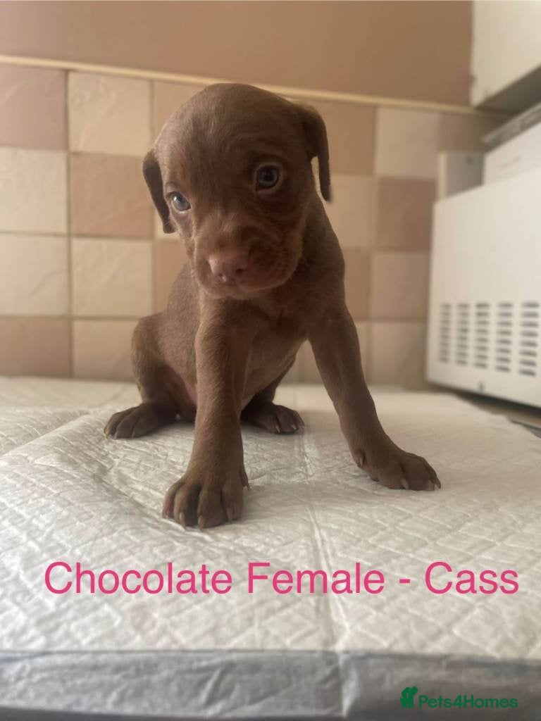 Cass