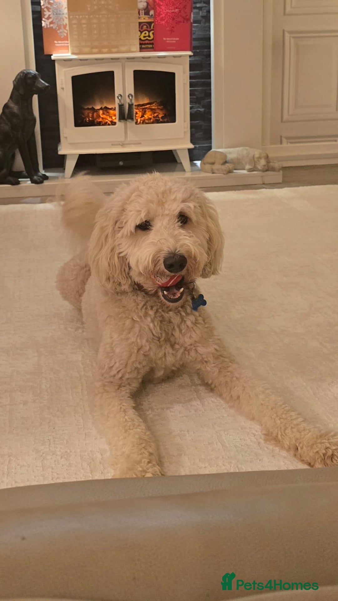 Labradoodle dogs for stud: Bailey: Top-Temperament Proven Stud - Advert 11